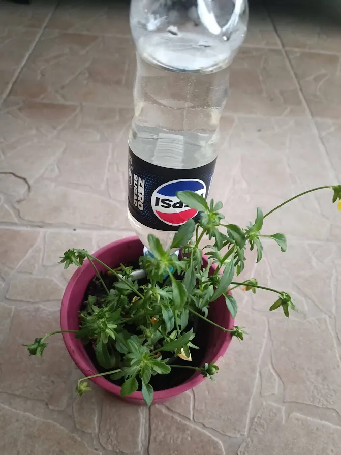 watering with a pepsi bottle